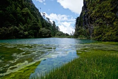 Scenic view of river amidst trees against sky