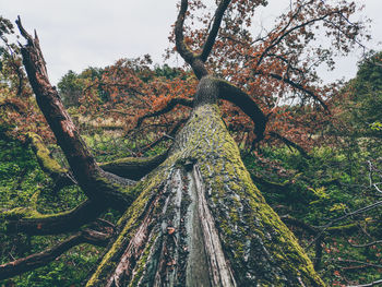 Low angle view of trees in forest against sky