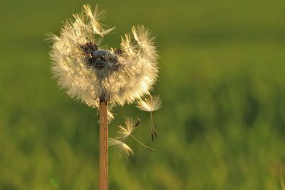 Close-up of dandelion flower