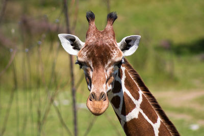 Portrait of giraffe on a field