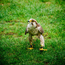 Close-up of kestrel on grassy field