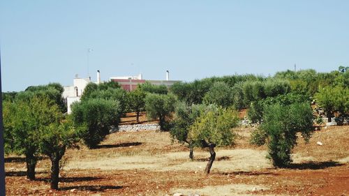 Trees on field against clear sky