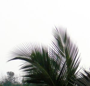 Low angle view of palm trees against clear sky