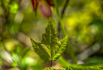 Close-up of fresh green leaves