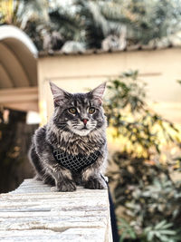 Portrait of cat sitting on tree