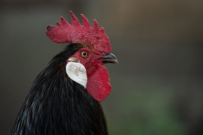 Close-up of rooster