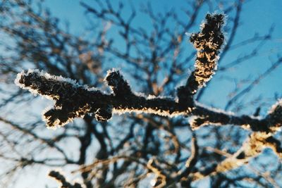 Close-up of tree branches during winter