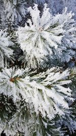 Close-up of frozen tree during winter