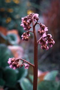 Close-up of buds on plant