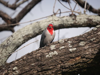 Low angle view of bird perching on branch