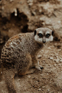 Meerkat on field