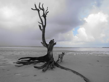 Dead tree on beach against sky