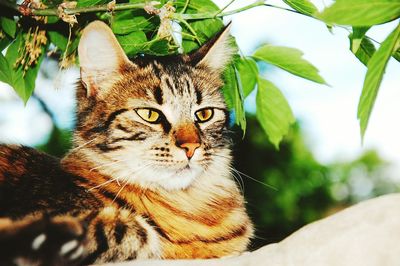 Close-up portrait of cat