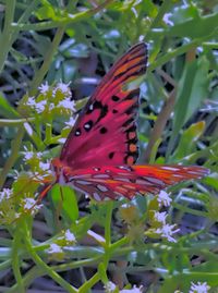 Close-up of butterfly pollinating on flower