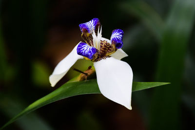 Close-up of purple flower