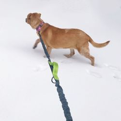 Dog standing on snow covered landscape during winter