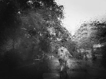 Wet trees against sky
