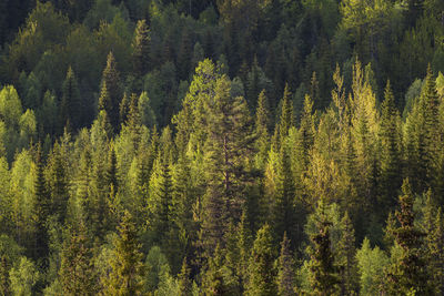 Pine trees in forest during autumn