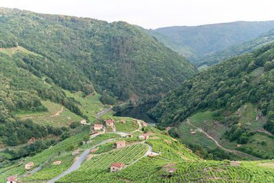 Immersed in the natural beauty of ribeira sacra in chantada, galicia, spain,  miño river.