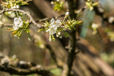 Close-up of cherry blossom on branch