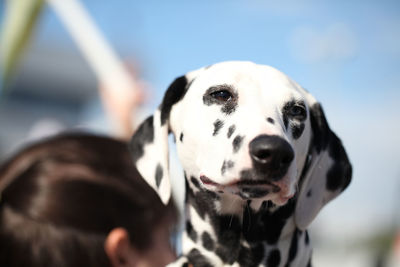 Close-up portrait of a dog