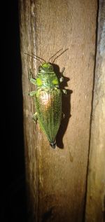 Close-up of insect on leaf