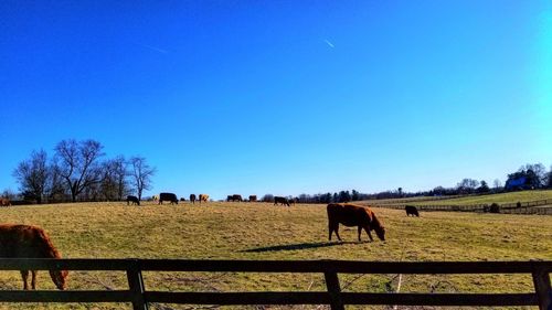 Horses grazing on field against clear blue sky