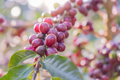 Close-up of berries growing on tree