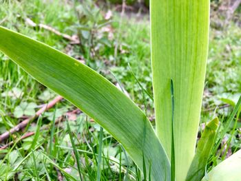 Close-up of fresh green plant in field