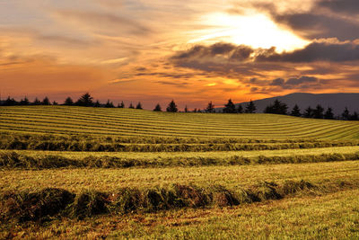 Scenic view of field against sky during sunset