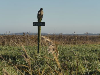 Bird perching on field against clear sky
