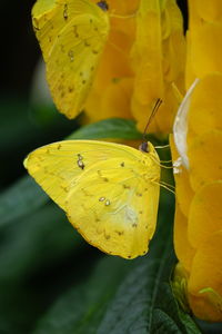 Close-up of butterfly on leaf