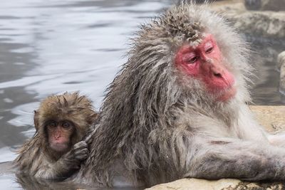 Close-up of monkey in snow and hot spring 