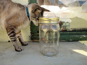 Cat on window still looking at butterfly trapped in jar