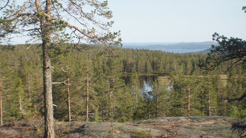 Scenic view of trees in forest against sky