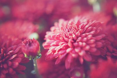 Close-up of pink flower