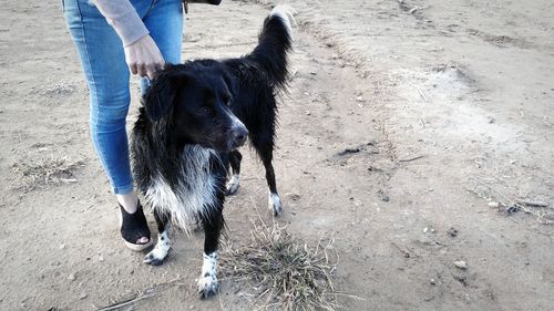 Low section of person with dog on street