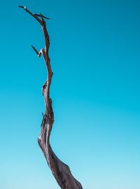 Low angle view of driftwood on tree against blue sky