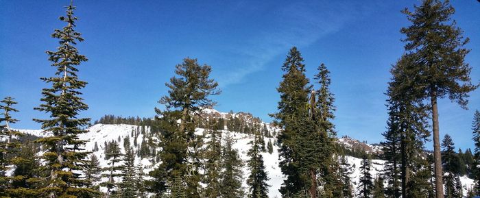 Low angle view of pine trees against sky