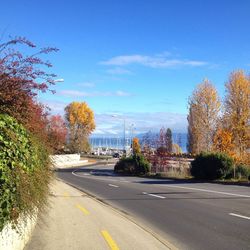 Road along trees