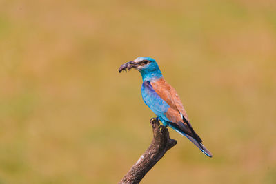 Close-up of bird perching on branch