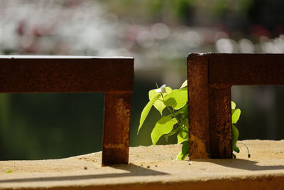 Close-up of rusty metal railing