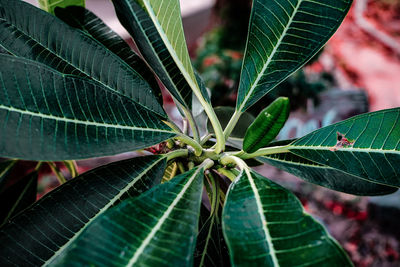 Close-up of leaves on plant