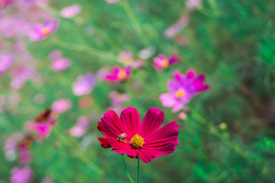 Close-up of pink cosmos flower