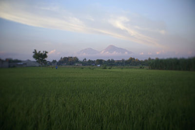 Scenic view of agricultural field against sky during sunset