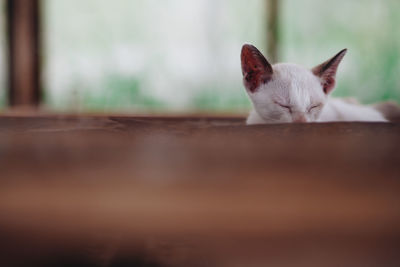 Close-up of cat sleeping