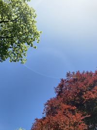 Low angle view of tree against sky