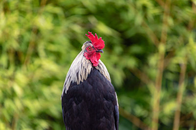 Close-up of rooster