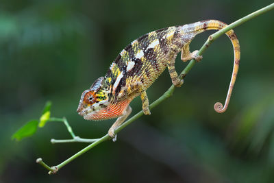 Close-up of lizard on plant