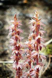 Close-up of pink flowering plant